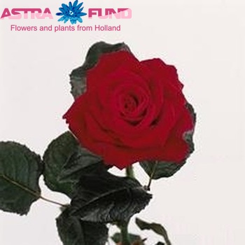 Rosa grootbloemig Red Bullit photo