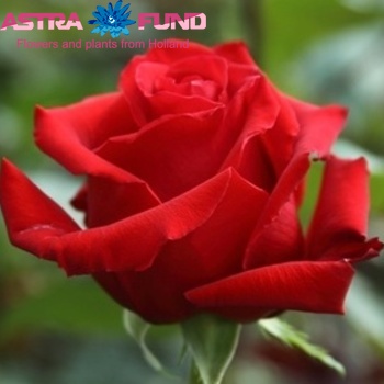 Rosa grootbloemig Red France zdjęcie