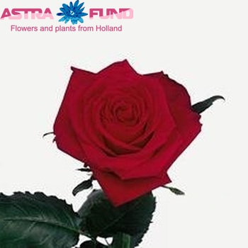 Rosa grootbloemig Red Giant Foto