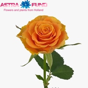 Rosa grootbloemig Sphinx Orange foto