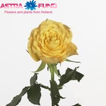 Rosa grootbloemig Sunny Rosewave Foto