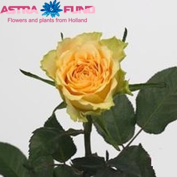 Rosa grootbloemig Sunny Samba Foto