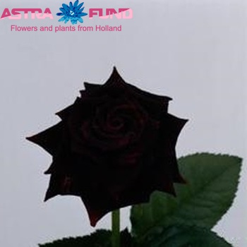 Rosa kleinbloemig Black Beauty foto