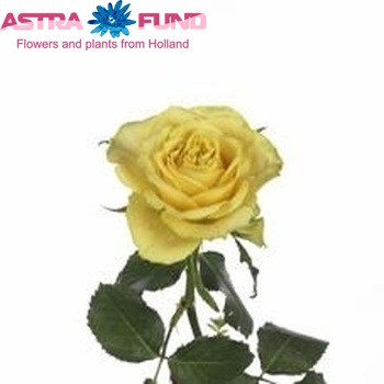 Rosa kleinbloemig Upper Gold foto