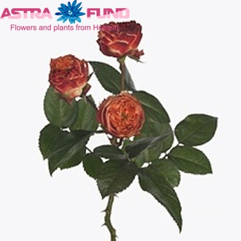 Роза кустовая Latin Pompon Freelander фото