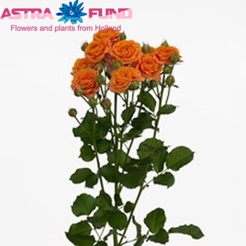Rosa tros Orange Bouquet zdjęcie