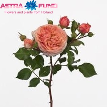 Роза кустовая Orange Pompon Freelander фото