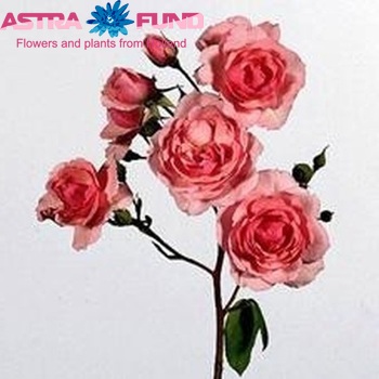 Роза кустовая Pink Diadeem фото
