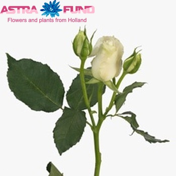 Роза кустовая Pristine фото