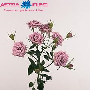 Роза кустовая Purple Symphonie фото