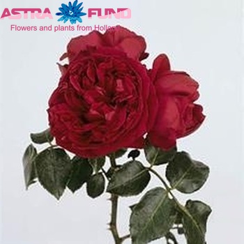 Роза кустовая Red Eden Rose Freiland фото