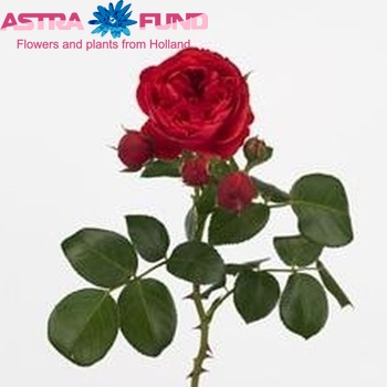 Роза кустовая Red Pompon Freelander фото