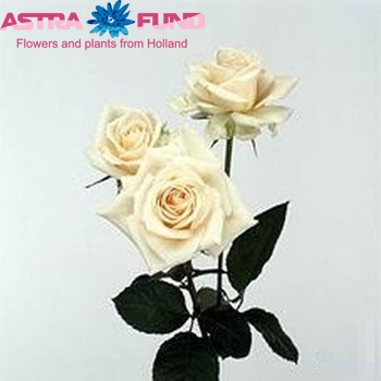 Роза кустовая Renate фото