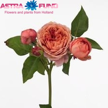 Роза кустовая Romantic Antike Freelander фото