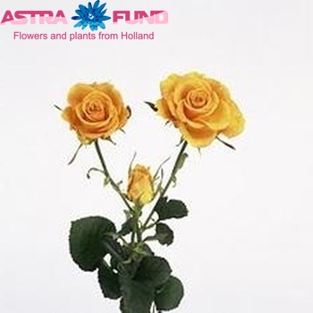 Роза кустовая Sphinx Gold фото