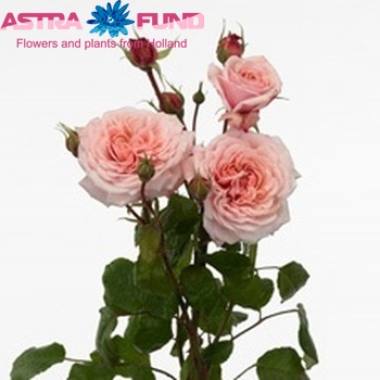 Роза кустовая Sweet Antike Freelander фото