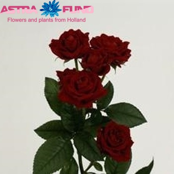 Роза кустовая Tamango фото