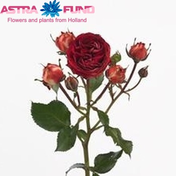 Роза кустовая Terra Pompon Freelander фото
