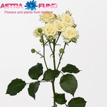 Роза кустовая Vanilla Bouquet фото