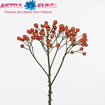 Rosehip Big Fruitilia (rozenbottel) photo