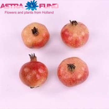 Siervruchten per stuk Punica granatum photo