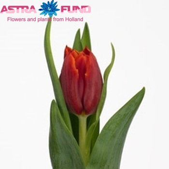 Tulipa   'Abra' photo
