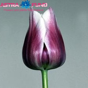 Tulipa   'Dreaming Maid' zdjęcie