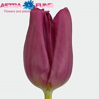 Tulipa  Passionale photo