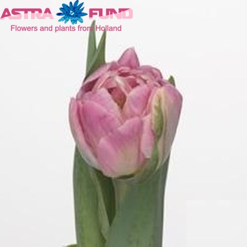 Tulipa  'Pink Prize' photo