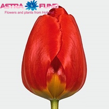 Tulipa 'Apeldoorn' Foto