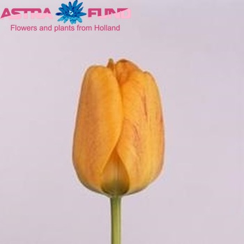 Tulipa Darwinhybride Grp enkel 'Orange Lion' фото