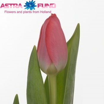Tulipa Darwinhybride Grp enkel 'Pink Westfrisian' zdjęcie