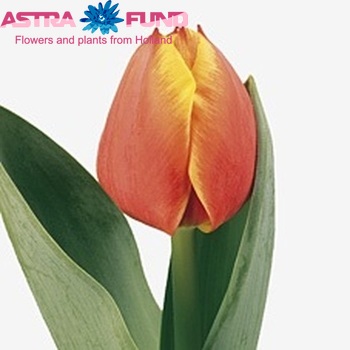 Tulipa Darwinhybride Grp enkel 'Royal Ad Rem' zdjęcie