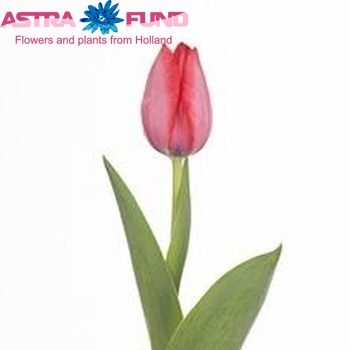 Tulipa Darwinhybride Grp enkel 'Trick' фото