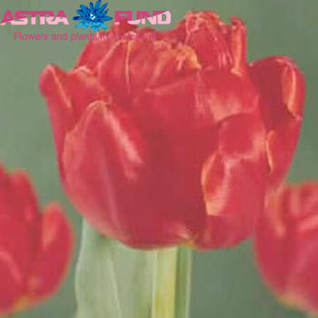 Tulipa dubbel 'Alice Leclercq' zdjęcie