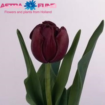 Tulipa dubbel 'Antraciet' foto
