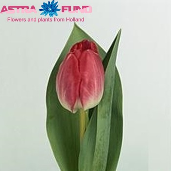 Tulipa dubbel 'Up Pink' photo