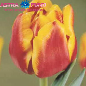 Тюльпан двойной 'West Frisia' фото