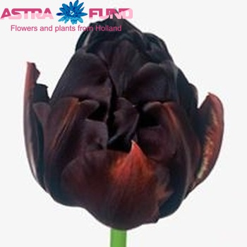 Tulipa Dubbele Late Grp dubbel 'Black Hero' foto