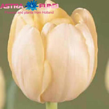 Tulipa Dubbele Late Grp dubbel 'Creme Upstar' photo