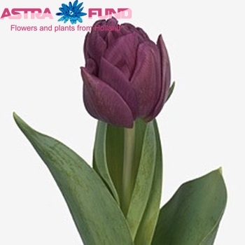 Tulipa Dubbele Late Grp dubbel 'Purple Jacket' foto