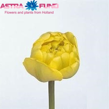 Тюльпан поздний 'Yellow Pompenette' фото