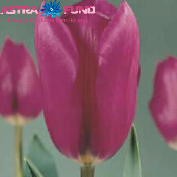 Tulipa enkel 'Blue Champion' Foto