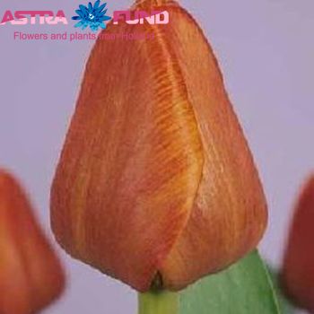 Tulipa enkel 'Cairo' Foto