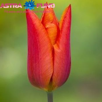 Tulipa enkel 'Veronique Sanson' Foto