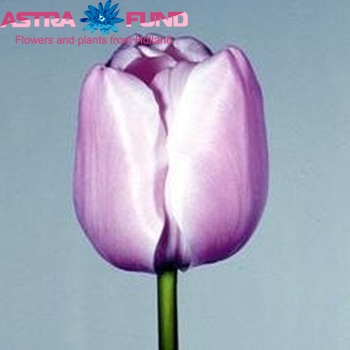 Tulipa Enkele Late Grp enkel 'Pink Diamond' foto