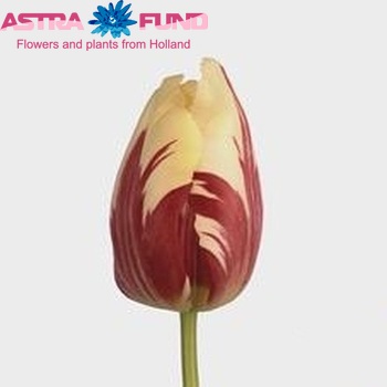 Tulipa Enkele Late Grp enkel 'World Expression' foto