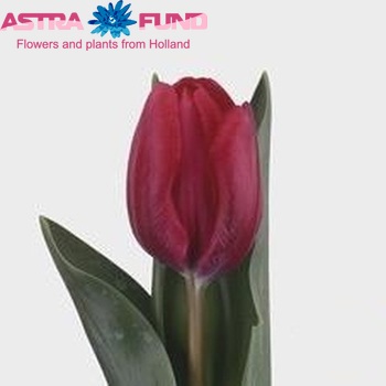 Tulipa Enkele Vroege Grp enkel 'Glossy Ruby' Foto