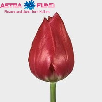 Tulipa Enkele Vroege Grp enkel 'Merry Christmas' photo