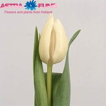 Tulipa Enkele Vroege Grp enkel 'White Flight' photo